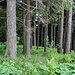 Waldstück auf dem Weg zum Wildspitz.