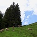 Die Rinder sind bereits fleissig am Grasen. ....