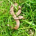 eine Babyschlange, keine 20 cm lang, müsste von der Rückenzeichnung sogar eine Kreuzotter sein?