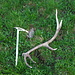 The antler which I found further down in the creek.<br />(The ice axe may serve as a measure for the size).