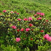 Alpenrose (Rhododendron ferrugineum).