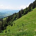 Abstieg zur Zweifelgehren Alpe (1440 m)