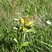 Gentiana praecox? <br />Sehr früh blühender Tüpfel-Enzian (Wikipedia: "Die Blütezeit erstreckt sich je nach Standort von Juli bis September.")