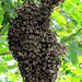 Wildbienen.