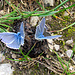 Schöne blaue Schmetterlinge.