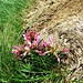Trifolium alpinum L.<br />Fabaceae<br /><br />Trifoglio alpino.<br />Trèfle des Alpes.<br />Alpen-Klee.