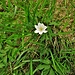 Anemone narcisiflora L.<br />Ranunculaceae<br /><br />Anemone narcissino.<br />Anémone à fleurs de narcisse.<br />Narzissen-Windröschen.