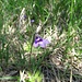 Gemeines Fettblatt (Pinguicula vulgaris)
