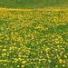 über Blumenwiesen zurück zum Ausgangspunkt