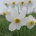  Narcisi (Narcissus poeticus).
