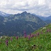 Knabenkrautwiese am Berg! <br />Mai visto prima: un prato di orchidee in montagna!