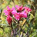 <b>Rododendro ferrugineo (Rhododendron ferrugineum).</b>