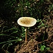 Macrolepiota procera<br />Agaricales<br /><br />Mazza di tamburo.