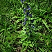 Echium vulgare L.<br />Boraginaceae<br /><br />Viperina azzurra.<br />Vipérine commune.<br />Gemeine Natterkopf.