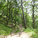 Am Anfang durch den Wald