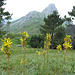 Blumen und Berg
