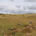 Unterwegs zwischen Minions und Stowe's Hill - Natürlich treffen wir auch bei dieser Wanderung Schafe. Diese schlendern eigentlich gut getarnt durch das Gelände. Nur am Hintern erkennt man bei genauem Hinsehen eine modische Farbsträhne.