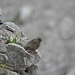 Alpenbraunelle (Prunella collaris)