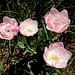 ... und schmucke Tulpenblüten ...