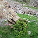 Fioritura di rododendro fuori stagione