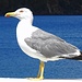 Eine Möve am Hafen von Lipari