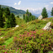 Über saftig grüne Wiesen mit blühenden Alpenrosen geht's auf gutem Pfad bergan. Der Blick geht nach Westen über das Inntal hinweg zur südlichen Karwendelkette. Gegenüber sichtbar: die Lafaster Alm 1758m