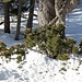 Pino cembro (Pinus cembra).
