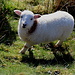 Unterwegs zwischen Pen-y-pass und Llyn Llydaw (Miners' Track) - Wie an den Vortagen treffen wir auch heute wieder etliche Schafe. Im Gegensatz zu den meisten Kollegen ist dieses Lamm sogar ziemlich zutraulich.