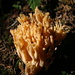 There were lots and lots of mushrooms, here a picture of the Golden Coral (Goldgelbe Koralle, Ramaria aurea)