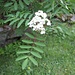 <b>Sorbo degli uccellatori (Sorbus aucuparia).</b>