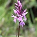 <b>Orchide macchiata (Dactylorhiza fuchsii).</b>