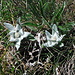 Edelweiss flowers at the summit of Piz Spegnas.