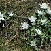 Edelweiss flowers at the summit of Piz Spegnas.
