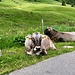 Kühe am Wegrand