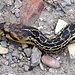 Unterwegs bin ich auch auf ein paar Exemplare der lokalen Tierwelt gestoßen. Nein, das ist keine Klapperschlange, sondern eine harmlose [https://en.wikipedia.org/wiki/Pacific_gopher_snake Gopher snake] (Pazifische Natter).
