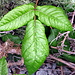 Was mir aber mehr Respekt einflößte, ist diese Pflanze ([https://en.wikipedia.org/wiki/Toxicodendron_diversilobum Poison Oak]), die ich tunlichst zu berühren vermieden hatte.
