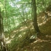 Sentiero nel bosco 