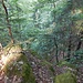 Der Ausstieg. Ein paar Minuten zuvor war ich genau hier gestanden - wegen des Gestrüpps war es aber unmöglich gewesen, hier den Ausstieg eines Wegleins zu erkennen.