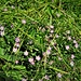 Spergula arvensis L.   ?????<br />Caryophillaceae<br /><br />Renaiola comune.<br />Spargote des champs.<br />Acker-Spark, Spörgel.