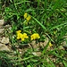 Lotus alpinus (DC) Ramond<br />Fabaceae<br /><br />Ginestrino alpino.<br />Lotier des Alpes.<br />Alpen-Hornklee.