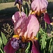 Iris 
https://jardindesiris.ch/en/produit/nv12-funday-monday/