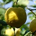 Wie überall auf den Liparischen Inseln wachsen auch auf Filicudi herrliche Zitronen. Zum Teil erreichen sie fast die Grösse eines menschlichen Kopfs.