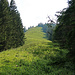 nach einem kurzen Stück Waldspaziergang kommt man auf diese Alpwiese, dieser "Wiesenrücken" ist eigentlich schon der unterste Teil vom Laubachgrat.