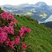 Alpenrose mit Wägitalersee.