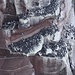 Trottellummen, von einem Bird Observation Point aus fotografiert.