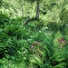 Il sentiero scompare nella vegetazione