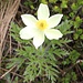 <b>Anemone sulfurea (Pulsatilla alpina ssp. apiifolia).</b>