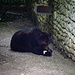 Santuario di San Romedio: l'orso dei Carpazi ospitato nel recinto. Questo animale non è in grado di vivere in natura.