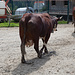 Die Kühe des Chalet del Aulp auf dem Weg zum Melken
