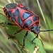 Ein hübsch gefärbter Käfer